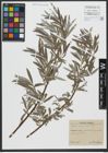 Foto von Salix viminalis L.